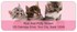 Precious Kittens Address Labels Image 2