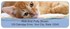 Precious Kittens Address Labels Image 1
